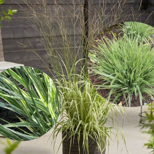 Molinia arundinacea 'Mostenveld' - Roog-sinihelmikas 'Mostenveld' P9/0,55L  